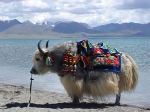 Tibet Yak photo, Tibet Train Travel