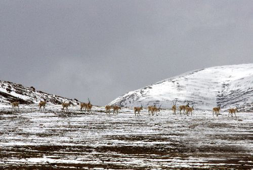 Qinghai-Tibet Railway