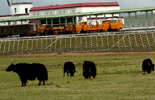 Yaks near railways, Tibet Train Travel