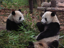 pandas at Chengdu, Tibet Train Travel