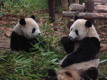 chengdu pandas, Tibet Train Travel