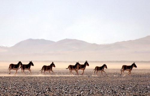 Tibetan wild ass running on Qinghai-Tibet Plateau, Tibet Train Travel